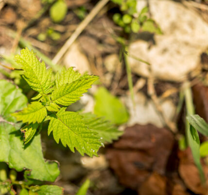Brotes verdes de una planta joven creciendo sobre el suelo entre hojas secas y piedras, mostrando la superficie vegetal protegida por tejidos epidérmicos que resguardan la estructura del órgano vegetal.