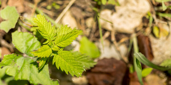 Brotes verdes de una planta joven creciendo sobre el suelo entre hojas secas y piedras, mostrando la superficie vegetal protegida por tejidos epidérmicos que resguardan la estructura del órgano vegetal.