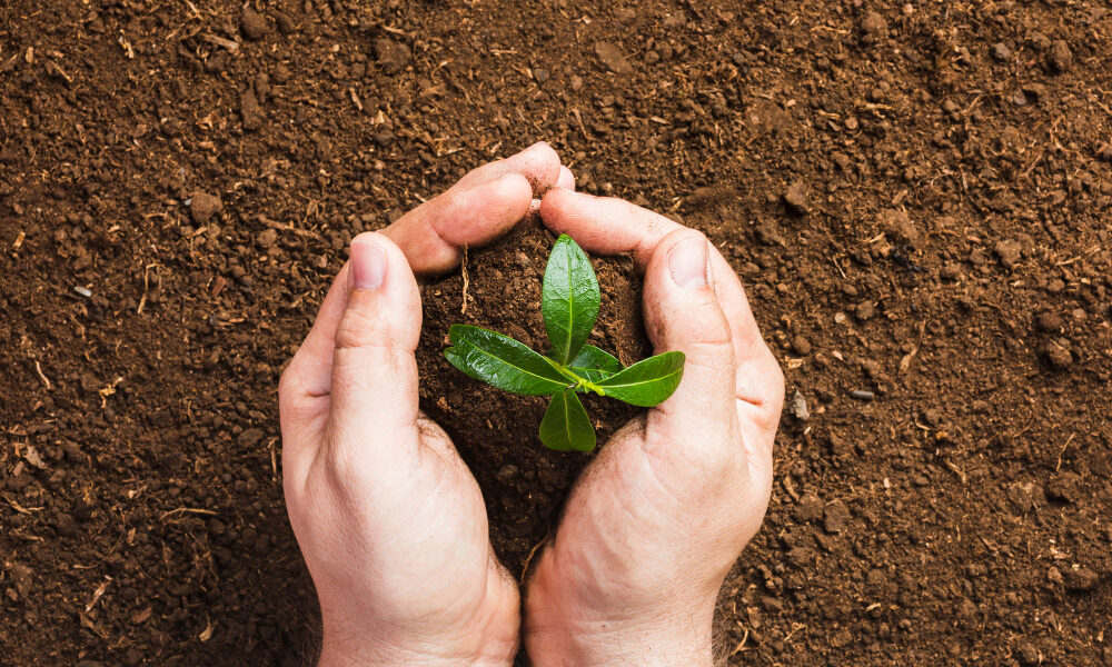 Manos sosteniendo un pequeño brote verde con raíces y tierra, representando la salud del suelo y la sostenibilidad de la agricultura orgánica basada en procesos biológicos y manejo responsable del ecosistema agrícola.