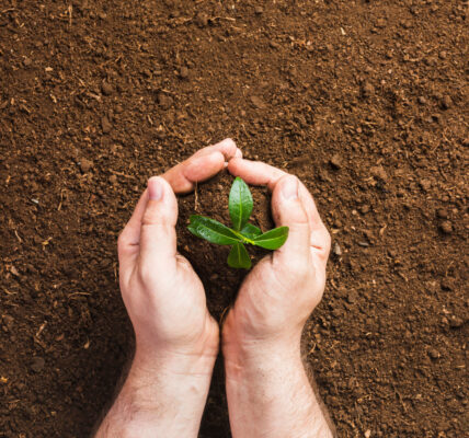 Manos sosteniendo un pequeño brote verde con raíces y tierra, representando la salud del suelo y la sostenibilidad de la agricultura orgánica basada en procesos biológicos y manejo responsable del ecosistema agrícola.
