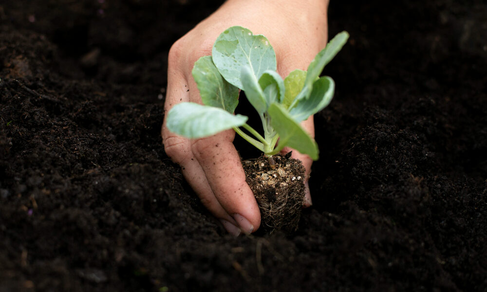 Mano sosteniendo una plántula con raíces y pequeño terrón de tierra mientras se coloca en el suelo, representando el desarrollo de tejidos vegetales fundamentales como el parénquima en las primeras etapas de crecimiento de la planta.