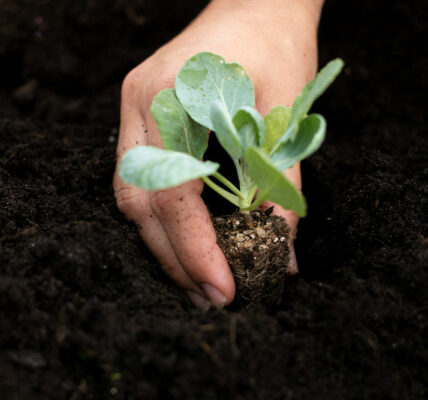 Mano sosteniendo una plántula con raíces y pequeño terrón de tierra mientras se coloca en el suelo, representando el desarrollo de tejidos vegetales fundamentales como el parénquima en las primeras etapas de crecimiento de la planta.