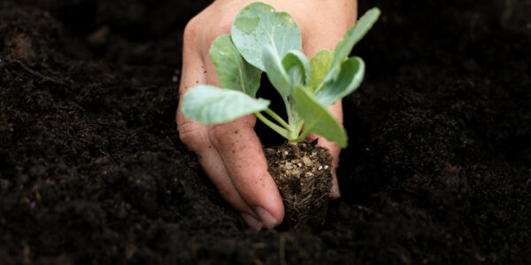 Mano sosteniendo una plántula con raíces y pequeño terrón de tierra mientras se coloca en el suelo, representando el desarrollo de tejidos vegetales fundamentales como el parénquima en las primeras etapas de crecimiento de la planta.