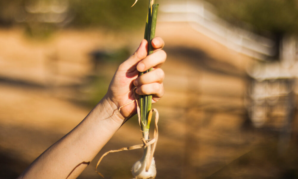 Mano sostiene una planta con raíces expuestas, mostrando su estructura y estado fisiológico tras la extracción del suelo.
