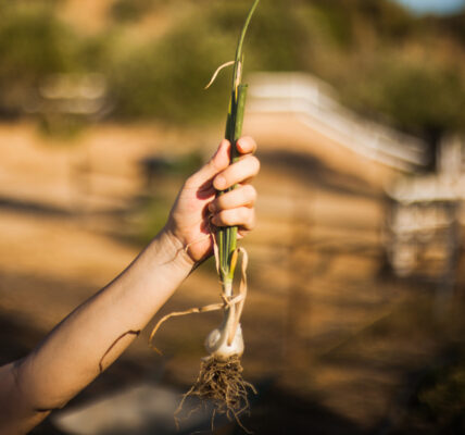 Mano sostiene una planta con raíces expuestas, mostrando su estructura y estado fisiológico tras la extracción del suelo.
