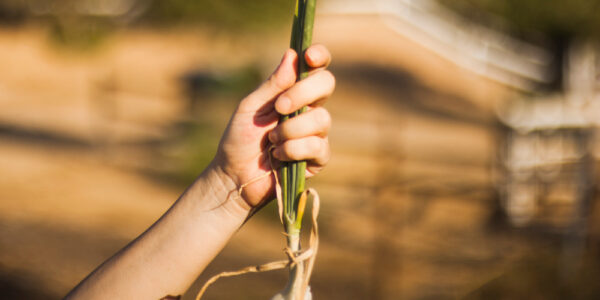 Mano sostiene una planta con raíces expuestas, mostrando su estructura y estado fisiológico tras la extracción del suelo.