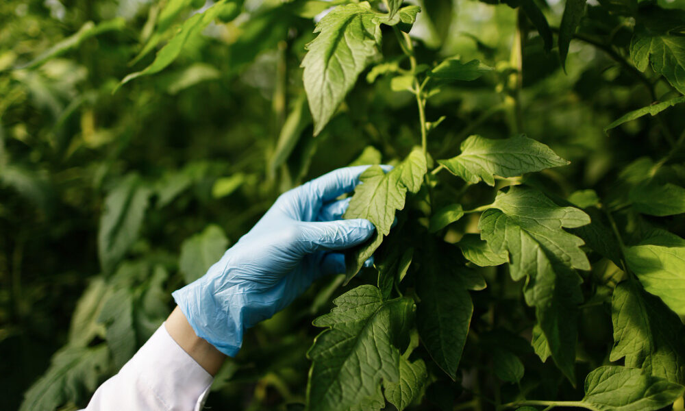 Mano con guante inspeccionando hojas de cultivo en invernadero, evaluando condiciones fisiológicas y ambientales de la planta.