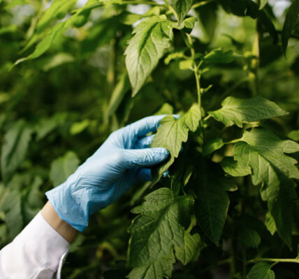 Mano con guante inspeccionando hojas de cultivo en invernadero, evaluando condiciones fisiológicas y ambientales de la planta.