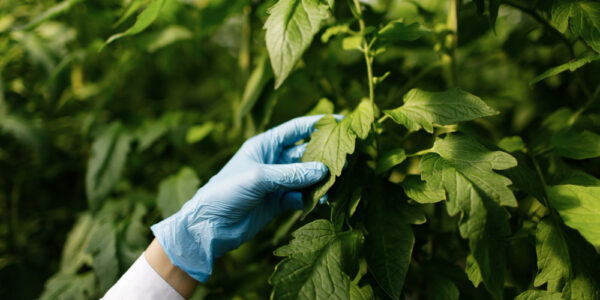 Mano con guante inspeccionando hojas de cultivo en invernadero, evaluando condiciones fisiológicas y ambientales de la planta.