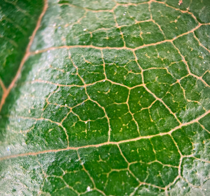 Detalle macro de una hoja vegetal donde se observan las nervaduras y la estructura celular superficial asociada a procesos metabólicos.