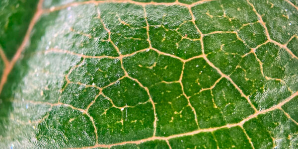 Detalle macro de una hoja vegetal donde se observan las nervaduras y la estructura celular superficial asociada a procesos metabólicos.