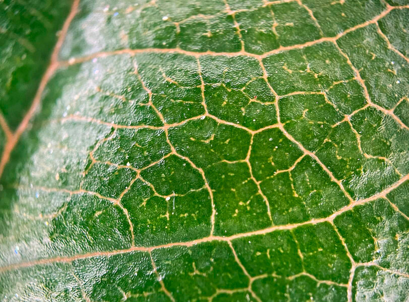 Detalle macro de una hoja vegetal donde se observan las nervaduras y la estructura celular superficial asociada a procesos metabólicos.