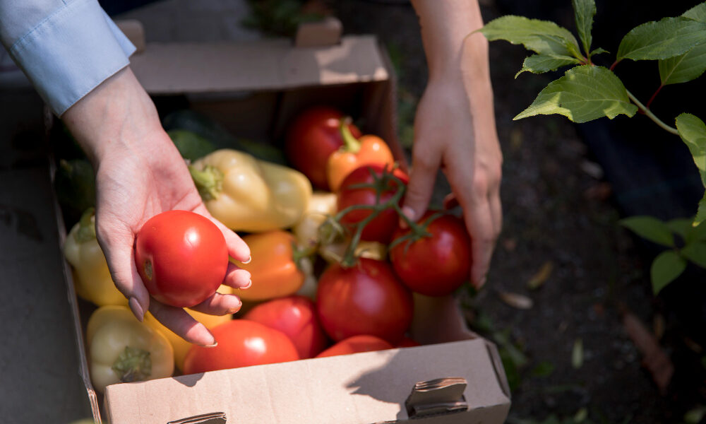 Manos recolectando tomates y pimientos frescos en una caja durante la cosecha, representando el inicio de los cambios metabólicos postcosecha.