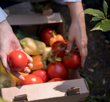 Manos recolectando tomates y pimientos frescos en una caja durante la cosecha, representando el inicio de los cambios metabólicos postcosecha.
