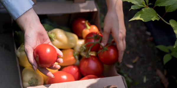 Manos recolectando tomates y pimientos frescos en una caja durante la cosecha, representando el inicio de los cambios metabólicos postcosecha.